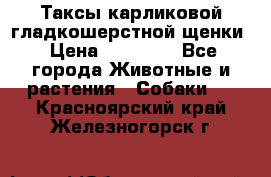 Таксы карликовой гладкошерстной щенки › Цена ­ 20 000 - Все города Животные и растения » Собаки   . Красноярский край,Железногорск г.